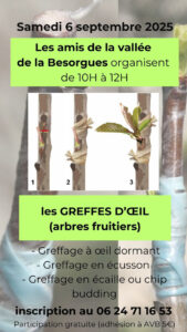 Les greffes d'oeils sur arbres fruitiers